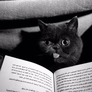 Meet your Posher, Sally